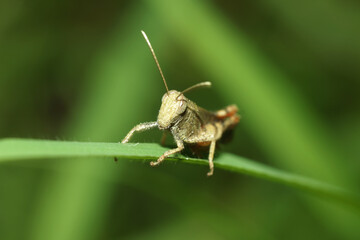 grasshopper on a leaf