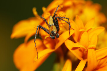 Link spider on a flower