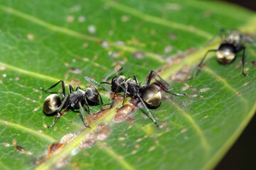 black ant on leaf