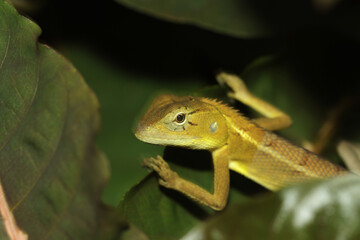 green lizard on a branch