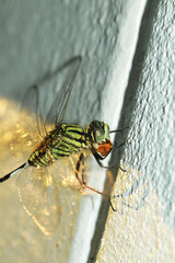 A dragonfly on The wall