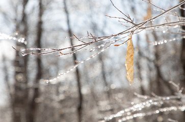 Winter abstract of leaves on icy branches in a forest