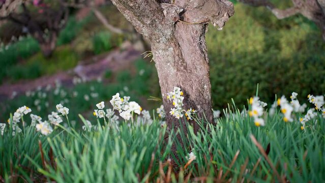 梅の木に群がる水仙の花