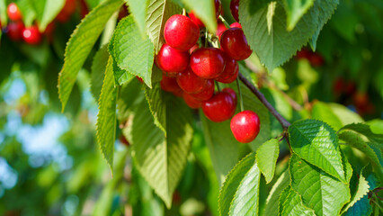 ripe sweet cherries on the tree