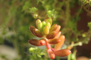 Blushing Succulent