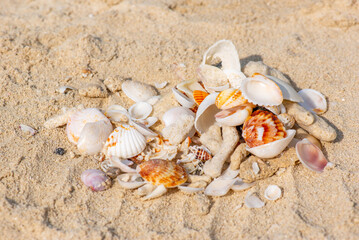 Fototapeta na wymiar a handful of different shells lie on the sand