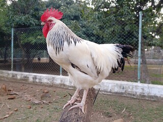 Big male sussex chicken or rooster in the garden. English sussex chicken breed. 
