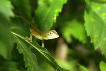 close-up a lizard on the leaf