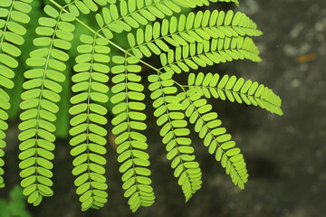 Detail of the green leaf