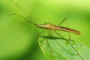 Fototapeta premium green shield bug on leaf
