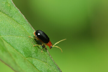 A little bug on leaf