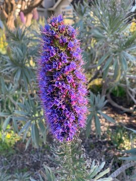 Purple and blue flower with green background 