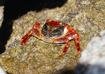 A bright red crab on the rocks near Big Pine Key, Florida