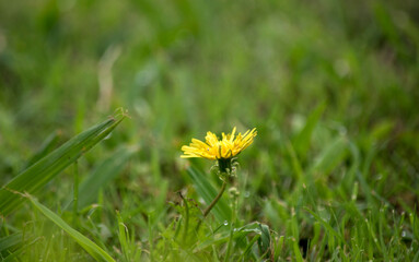primer plano de un diente de león florecido