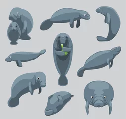 Schilderijen op glas Animal Manatee Dugong Nine Poses Cartoon Vector Cute © bullet_chained
