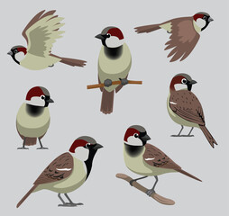 Animal Bird House Sparrow Poses Cartoon Vector
