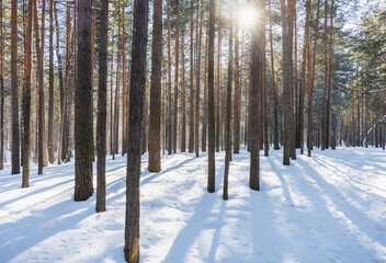 Classic Russian winter landscape. winter forest in sun lights. Selective focus.
