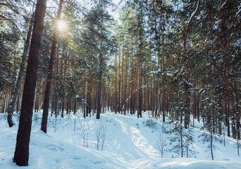 Classic Russian winter landscape. winter forest in sun lights. Selective focus.
