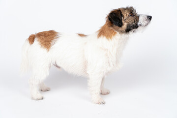 The  doggie of breed a Jack Russell Terrier lies on a white background