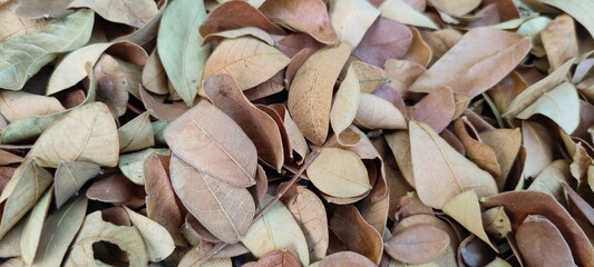 close up of a wooden spoon