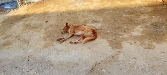 Dog in the sand
