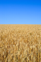 golden wheat field in summer
