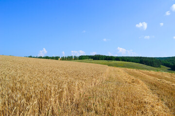 wheat field and sky