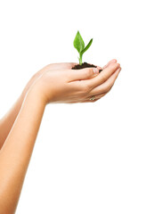 Nurturing hands. Closeup shot of cupped hand holding a small seedling.