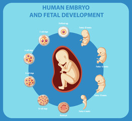 Human embryo and fetal development infographic