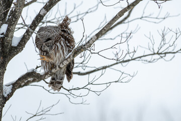 Barred Owl Leg Outstretched Ready to Scratch Showing its Long Talons Perched in a Tree