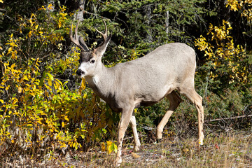 male deer in the forest along the side of road walking 