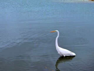 snowy egret in water