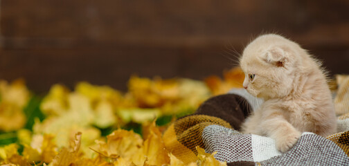 Little kitten sitting in a basket on yellow fallen leaves in autumn on a wooden background