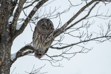 Barred Owl Perched on a Branch on a Cold Winter Day