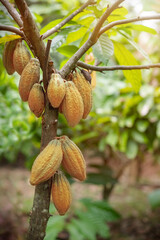 Cacao fruit on a cacao tree in tropical rainforest farm.
