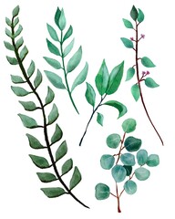 Watercolor set of drawn botanical leaves elements with paper texture. Illustration art for decoration flora garden, ecology design. Green branch leaf on isolated white background. Card decorative.