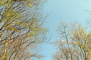 The beginning of spring - deciduous buds on trees.
