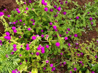 Globe amaranth or Gomphrena globosa in garden
purple flower 