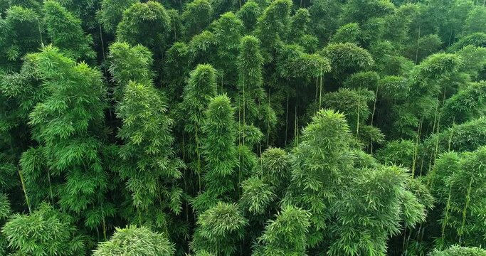 bamboo woods in the mountain