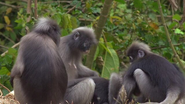 A group of The Dusky Leaf Monkeys, (aslo known as spectacled langur, or spectacled leaf monkey) (Trachypithecus obscurus), feed at a salt lic.