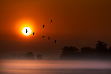 Good morning, flock of birds flying through the scenery in front of the rising sun.