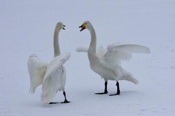 beautiful Whooper Swans, singing and dancing on the frozen lake, Lake Kussharo in Hokkaido, Japan