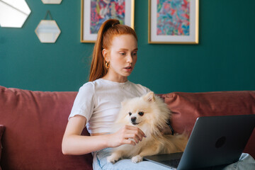 Attractive redhead young woman having online video call using laptop computer sitting on comfortable sofa cuddling cute small white Spitz pet dog, at apartment with modern interior.