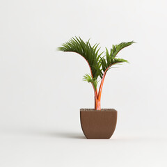 Arecaceae plant in terracotta pots isolated on light background