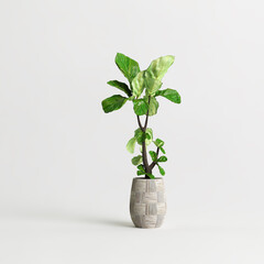 Ficus lyrata tree planted in concrete pot isolated on light back