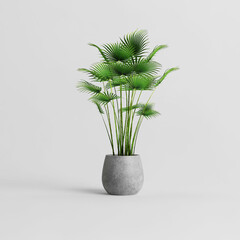 Palm tree planted in concrete pot isolated on light background