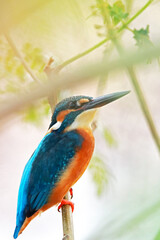 The common kingfisher on branch