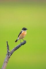 A Pied Bushchat on branch