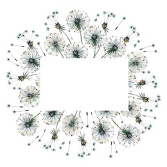 Frame of fluffy dandelions and seeds, drawn in watercolor and black pen, isolated for greetings, greetings, cards.