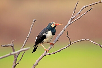 Black-collared starling on branch